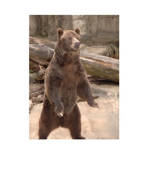 Фигурка - Медведь Гризли самка, размер 11 х 5 х 5 см.  